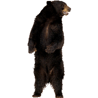 bear PNG transparent image download, size: 500x376px