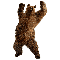 Brown Greezly Bear Png Image