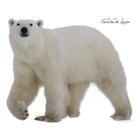 bear PNG transparent image download, size: 4000x3097px