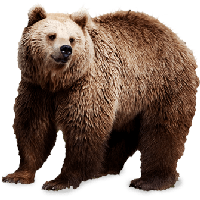 bear PNG transparent image download, size: 500x376px