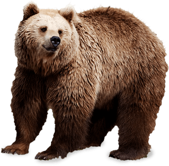 Bear Png Image Transparent PNG Image