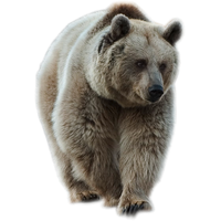 Bear Png 15 PNG Image