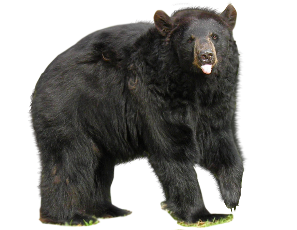 bear PNG transparent image download, size: 620x752px