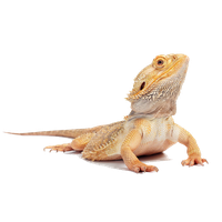 Bearded Dragon Transparent Image Transparent HQ PNG Download | FreePNGImg