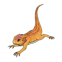 Bearded Dragon File Transparent HQ PNG Download | FreePNGImg