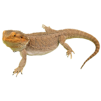 Download Bearded Dragon Free PNG photo images and clipart | FreePNGImg