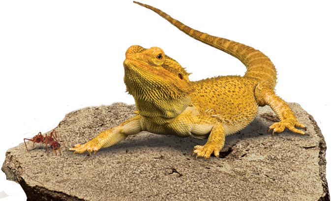 Bearded Dragon Transparent Background PNG Image