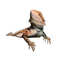 Bearded Dragon Transparent Image Transparent PNG Image