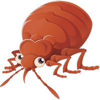 Bed bug Transparent PNG Image