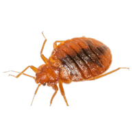 Bed bug Transparent PNG Image