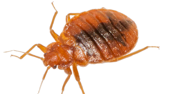 Bed bug Transparent PNG Image