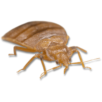 Bed bug Transparent PNG Image