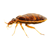 Bed bug Transparent PNG Image