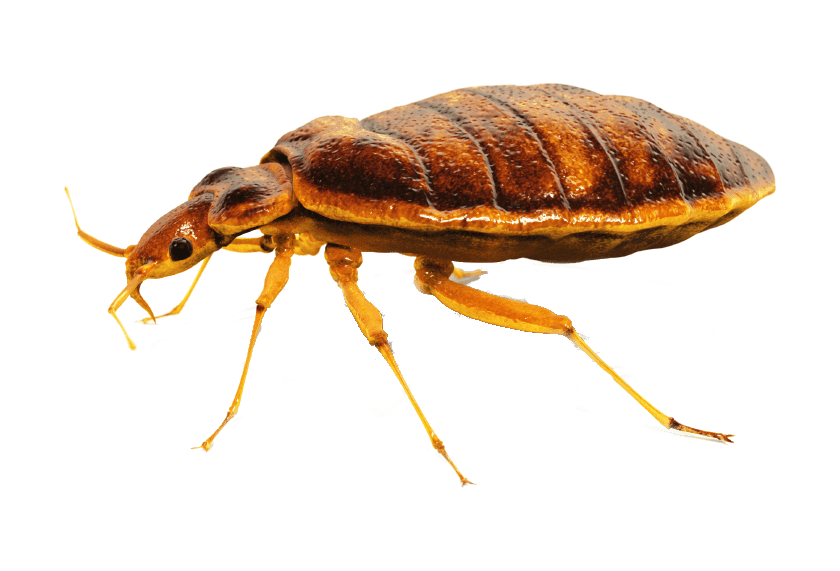 Bed bug Transparent PNG Image