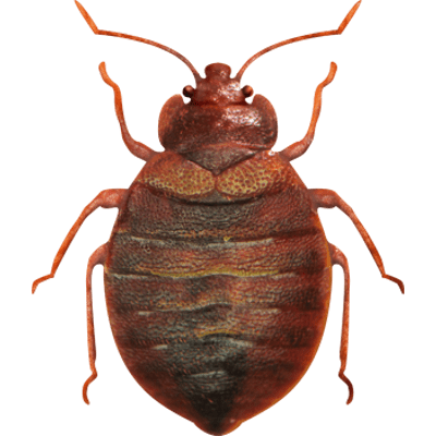 Bed bug Transparent PNG Image