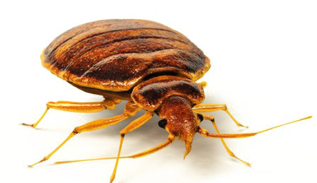 Bed bug Transparent PNG Image