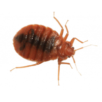 Bed bug Transparent PNG Image