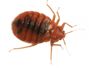 Bed bug Transparent PNG Image