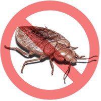Bed bug Transparent PNG Image