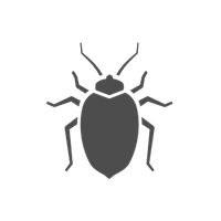 Bed bug PNG