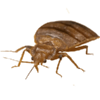 Bed bug Transparent PNG Image
