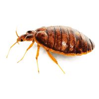 Bed bug Transparent PNG Image