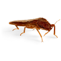Bed bug PNG