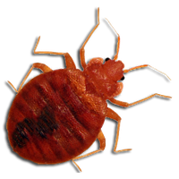 Bed bug PNG