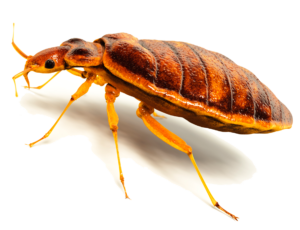 Bed bug Transparent PNG Image