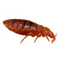 Bed bug PNG
