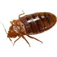 Bed bug Transparent PNG Image
