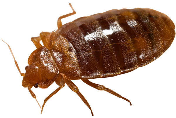 Bed bug Transparent PNG Image