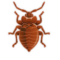 Bed bug PNG