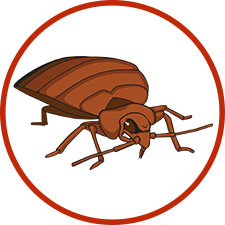 Bed bug Transparent PNG Image