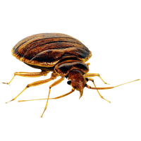 Bed bug PNG
