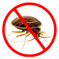 Bed bug PNG
