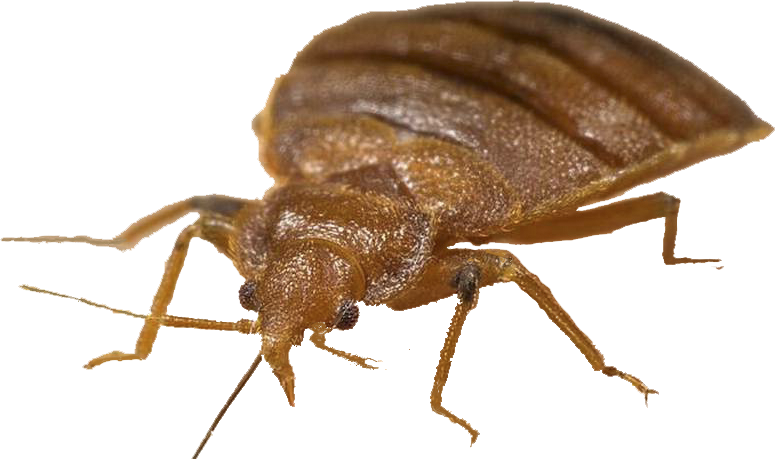 Bed bug Transparent PNG Image