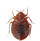 Bed bug Transparent PNG Image