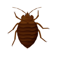 Bed bug PNG