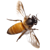 Download Bee Free PNG photo images and clipart | FreePNGImg