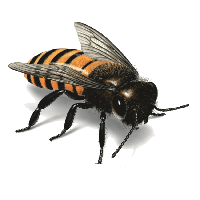 Bee Png Image