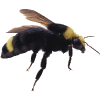 Bee Png Image Transparent PNG Image