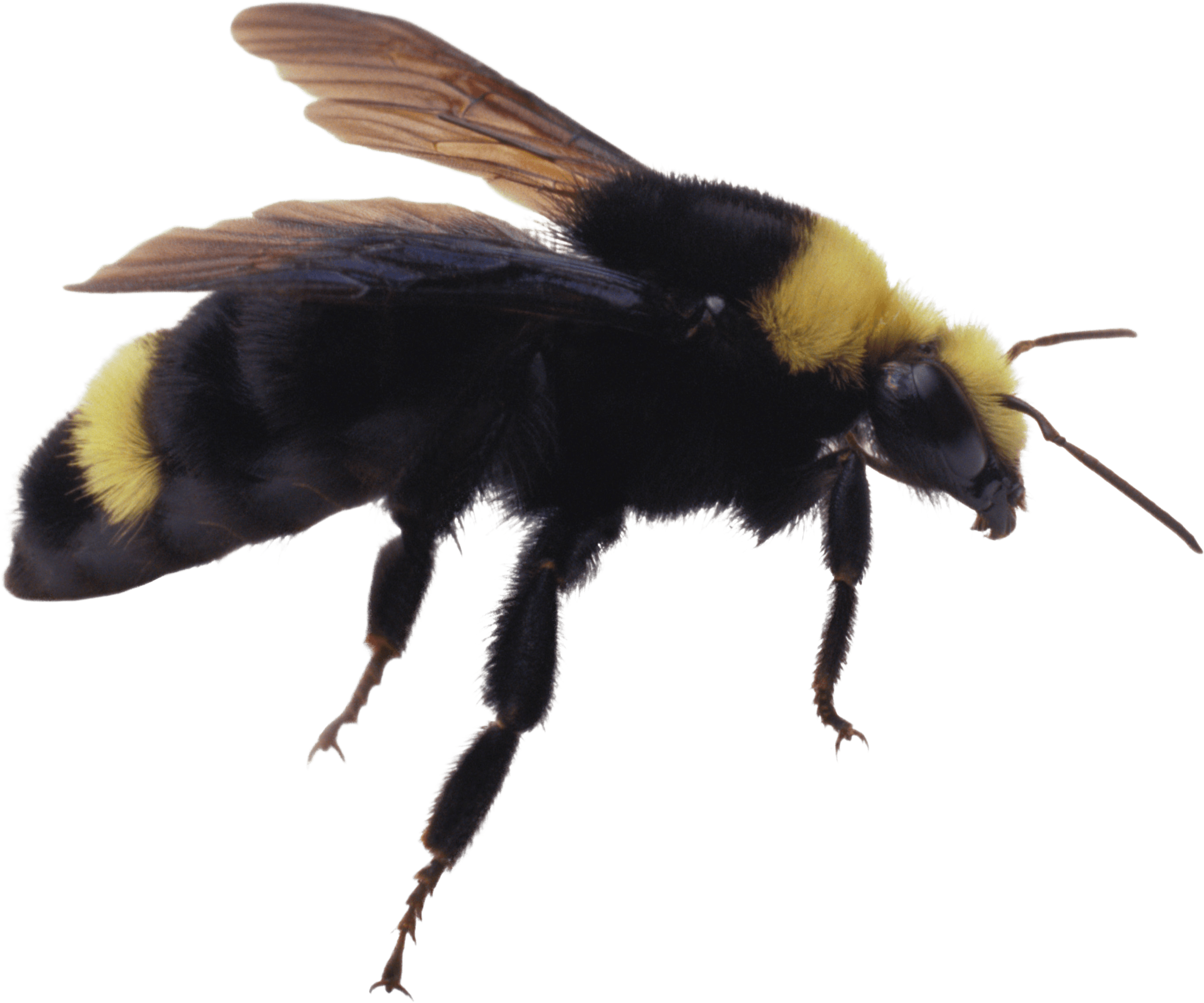 Bee Png Image PNG Image