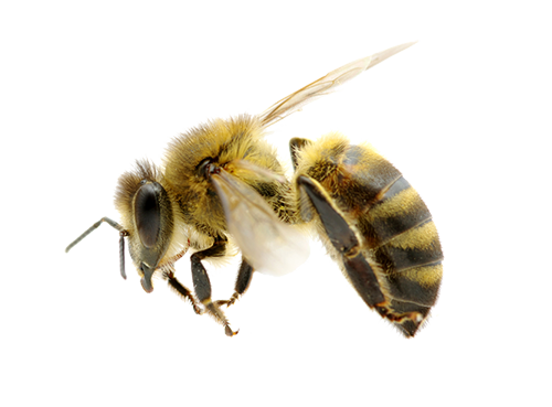flying bee png