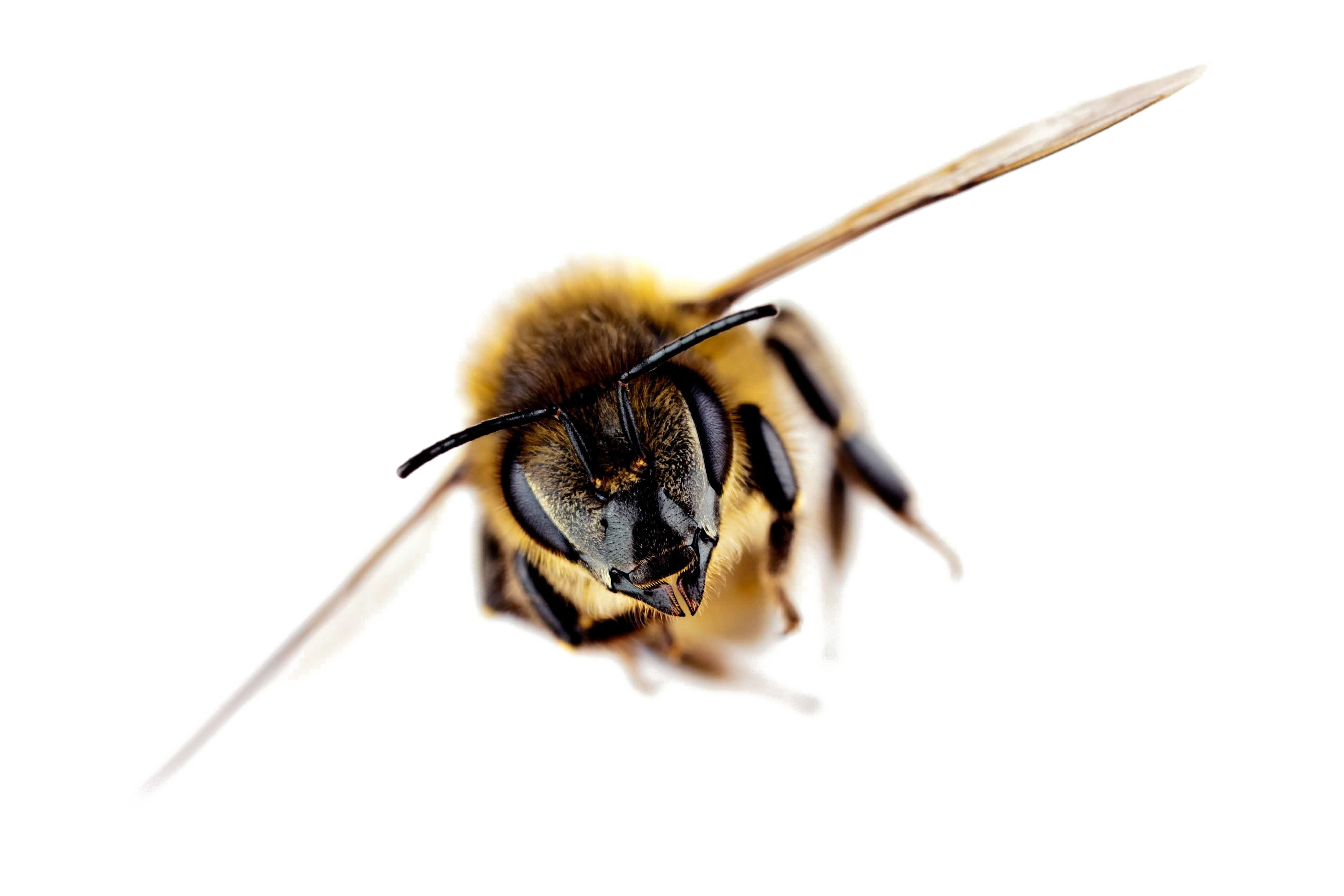 bee flying