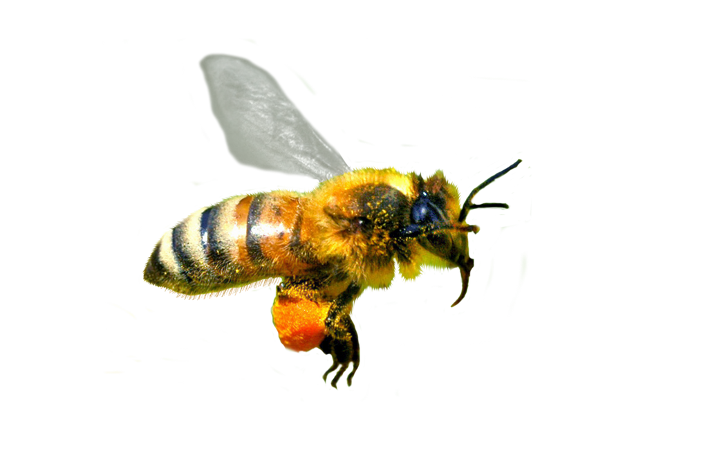 Honey Flying Bee Free Download Image PNG Image