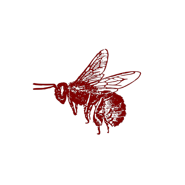 Honey Bee Free Download PNG HQ PNG Image