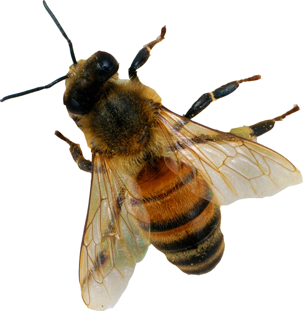 Honey Bee Free Download PNG HD PNG Image