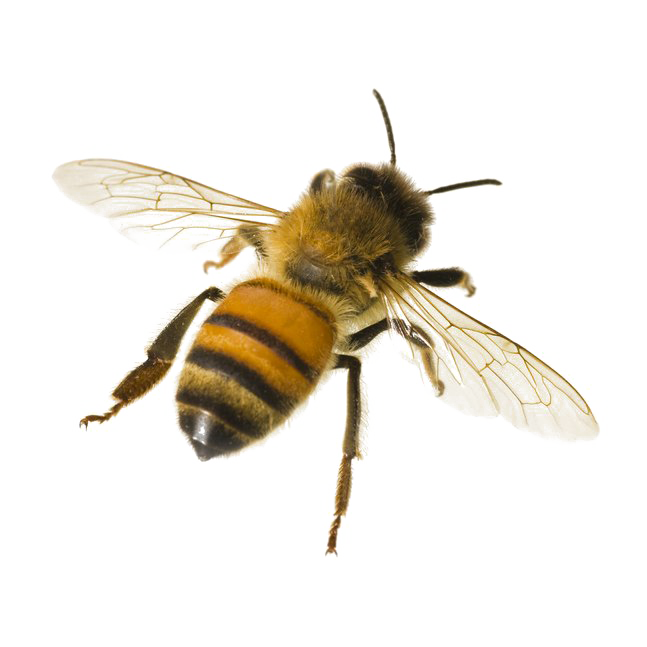 Honey Bee Free Clipart HQ PNG Image