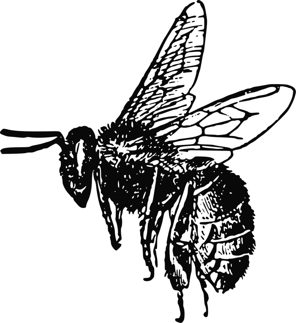 Honey Vector Bee PNG Free Photo PNG Image